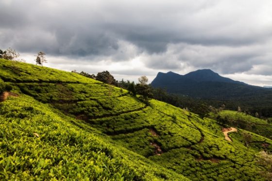 A Complete Travel Guide to Nuwara Eliya | The Vacation Gateway