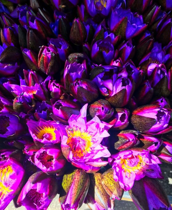 Flower offerings to Kalutara Temple