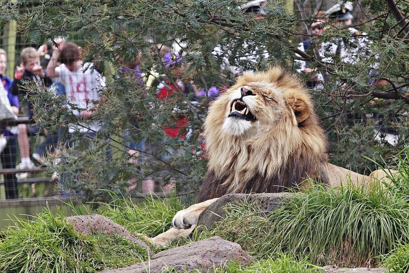 Lion_-_melbourne_zoo