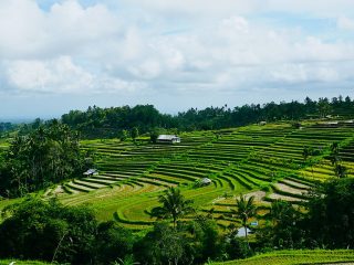 Rice_Terrace_in_Bali